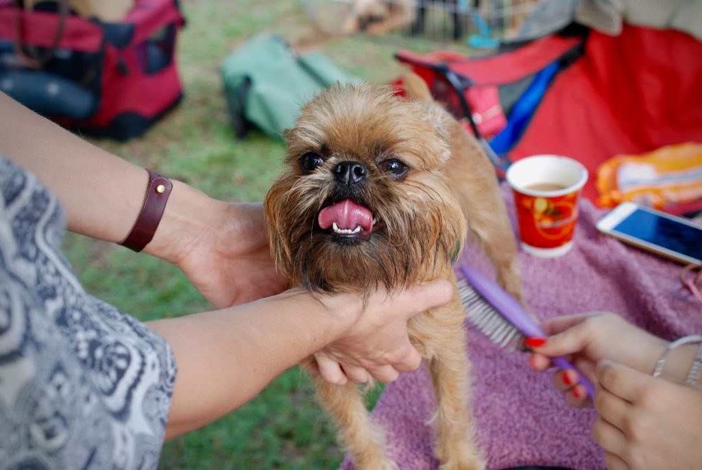 pet grooming