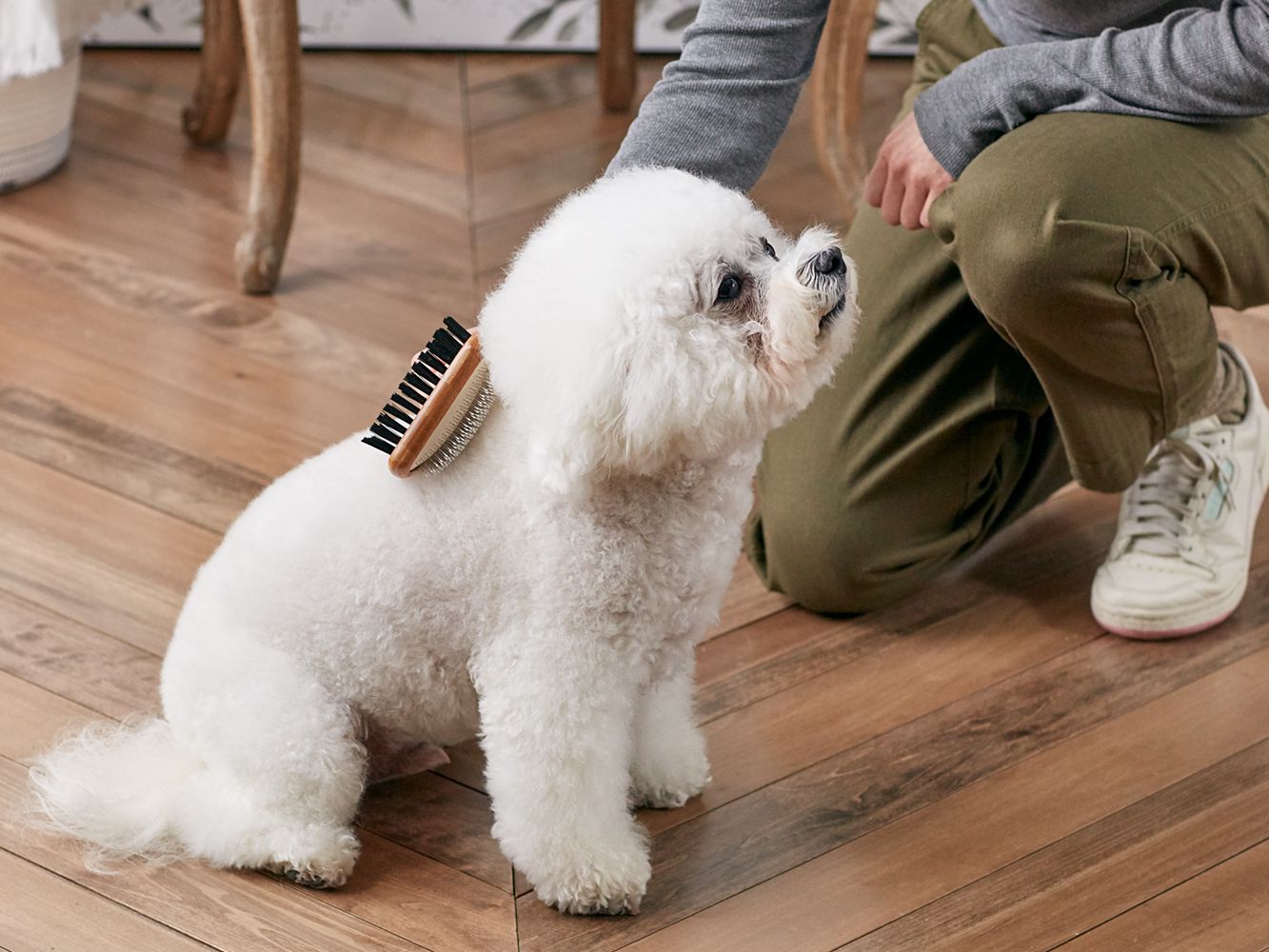 pet grooming