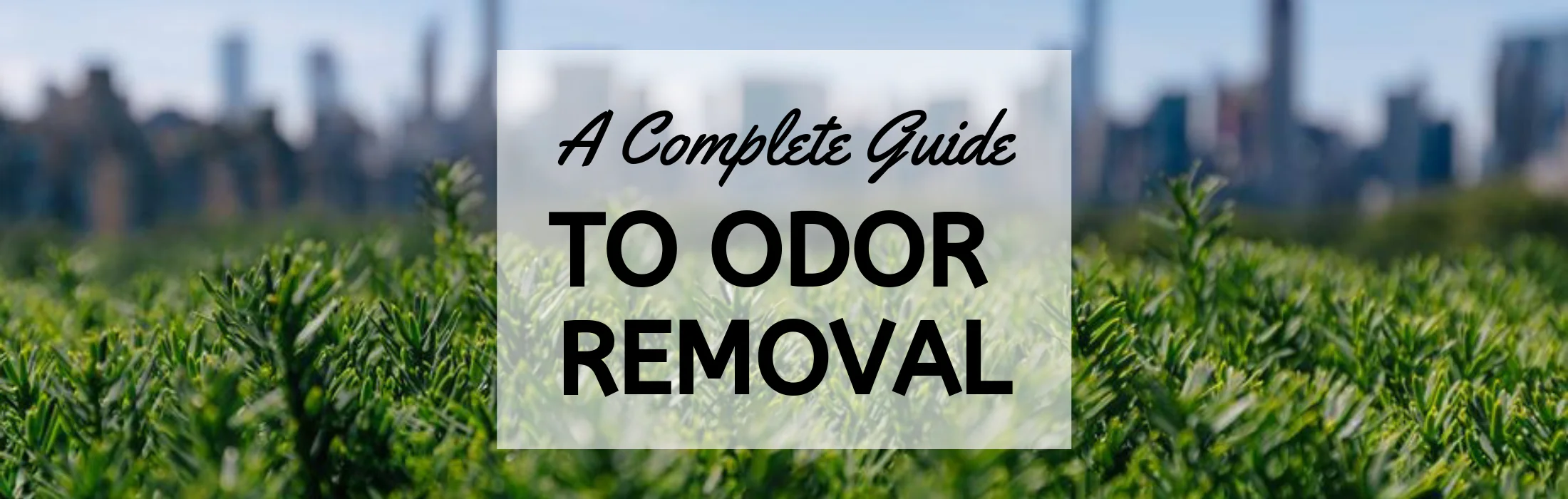Odor Removal Services